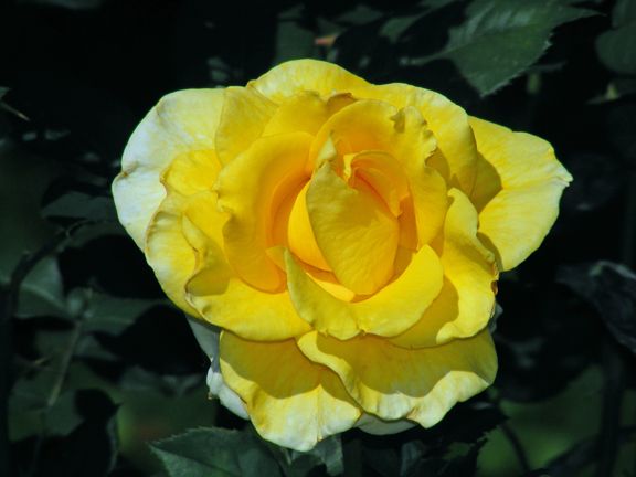 New Day photo nd2013_06200034_zpse464ce96.jpg